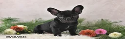 Frenchton dogs for sale: Marshal - Ad 4