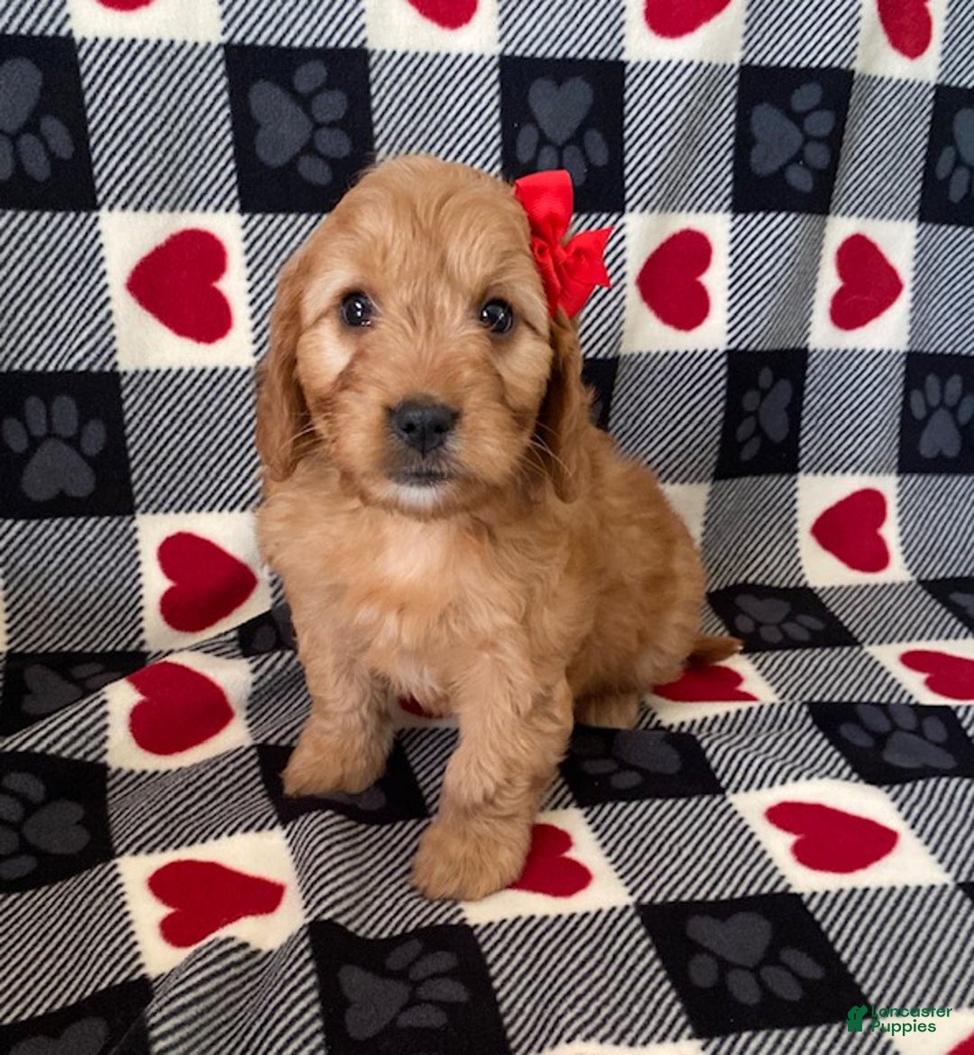 Mini Goldendoodle dogs for sale: Diamond- mini/ medium - Ad 1