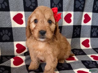 Mini Goldendoodle dogs Diamond- mini/ medium - Ad 14