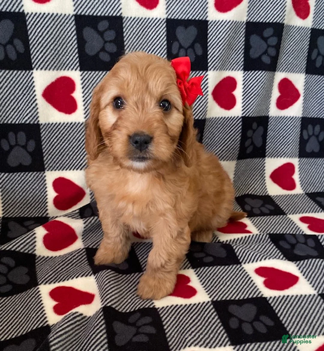 Mini Goldendoodle dogs for sale: Diamond- mini/ medium - Ad 1