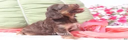 Cavapoo dogs for sale: Poem  - Ad 4