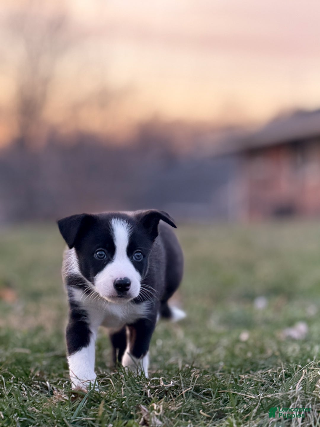 Border Collie dogs for sale: Colt - Ad 3
