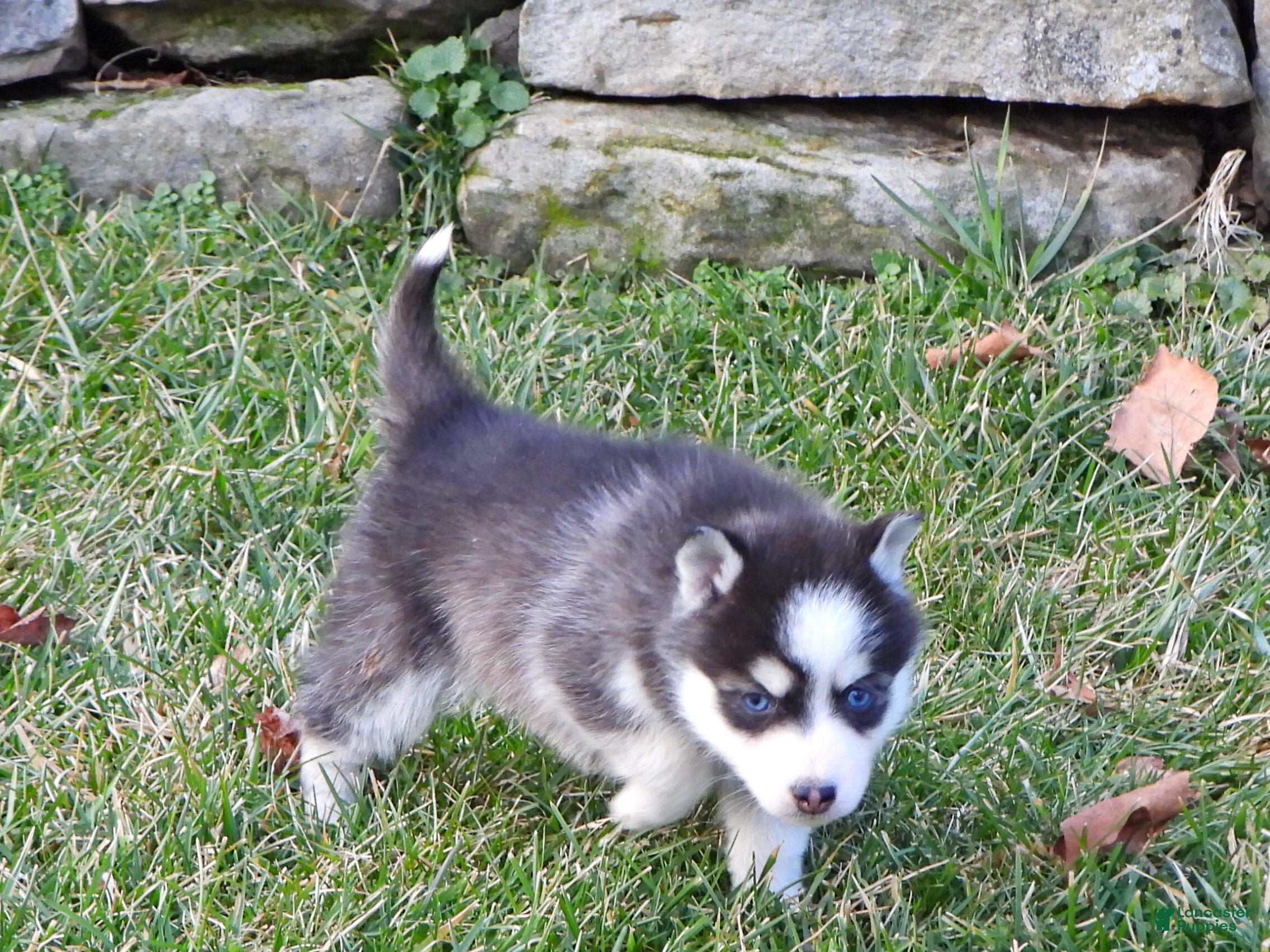 Pomsky dogs Ashley - Ad 2