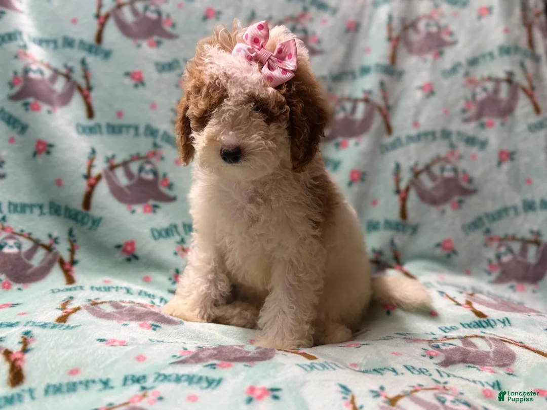 Miniature Poodle dogs for sale: Taffy - Ad 10