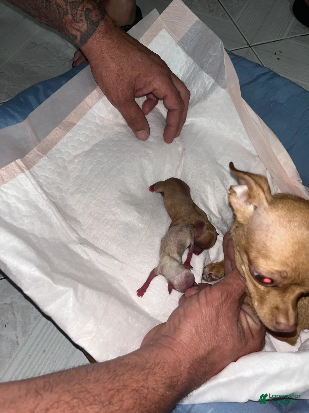 Chihuahua dogs for sale: Chihuahua Puppy 1 - Ad 2