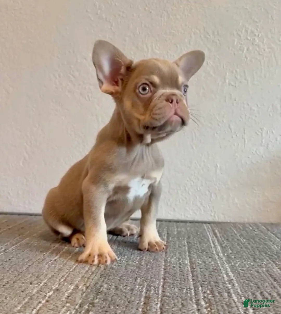 French Bulldog dogs for sale: CHUCKY-ISABELLA FLUFFY CARRIER in CALI, USA DELIVERY! - Ad 2
