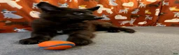 German Shepherd dogs for sale: Cooper - Ad 3