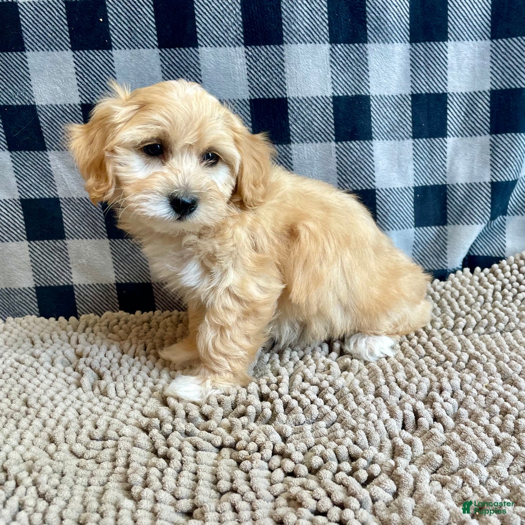 Mixed Breed dogs for sale: Ralph - Ad 8