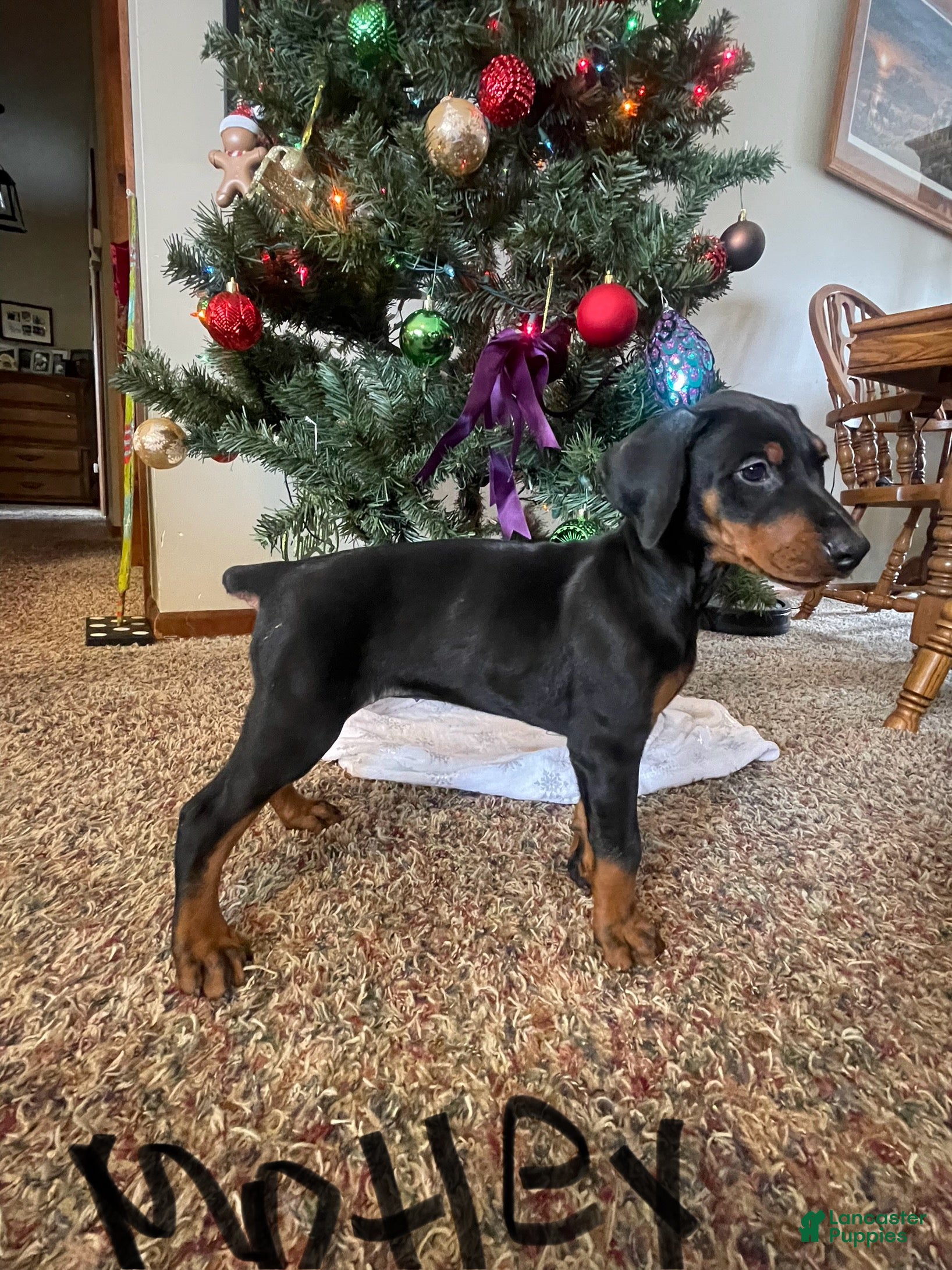 Doberman Pinscher dogs Motley - Ad 37