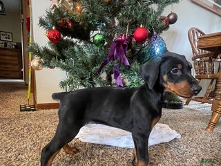 Doberman Pinscher dogs Motley - Ad 21