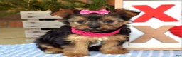 Yorkshire Terrier dogs for sale: Petunia - Ad 6