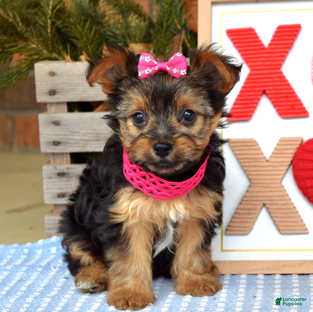 Yorkshire Terrier dogs for sale: Petunia - Ad 6