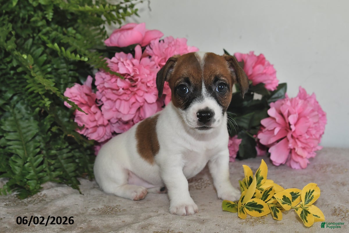 Jack Russell Terrier dogs for sale: Daisy - Ad 2