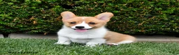 Welsh Corgi Pembroke dogs for sale: Pixie - Ad 3