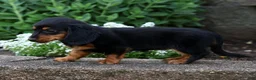 Miniature Dachshund dogs for sale: Bella - Ad 9