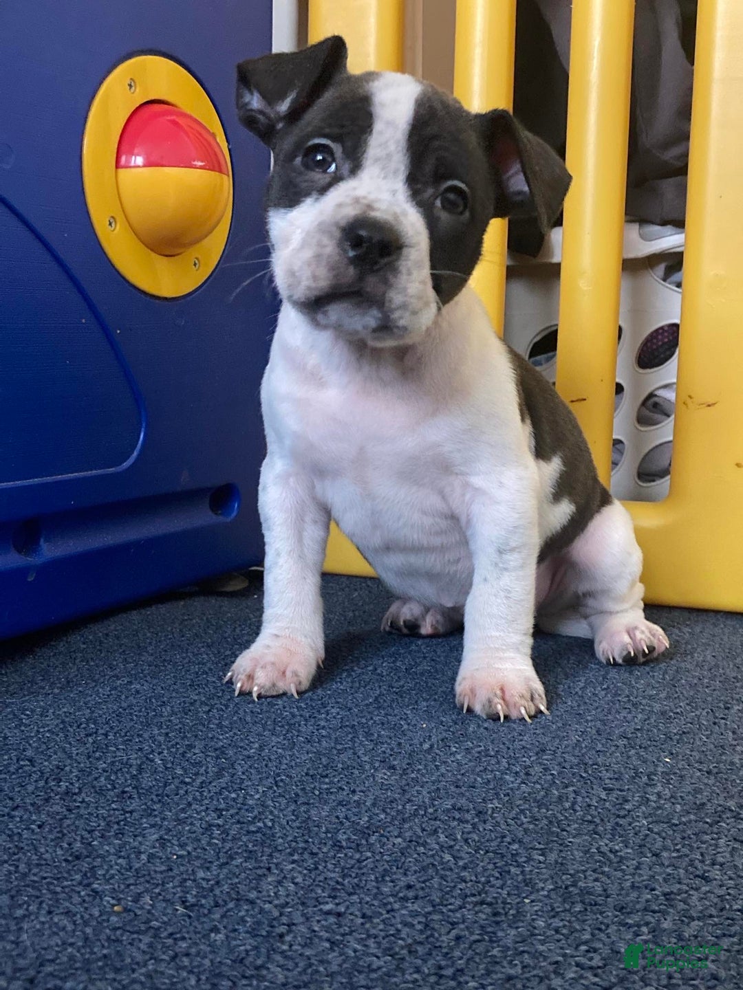 American Bully dogs for sale: Princess  - Ad 4