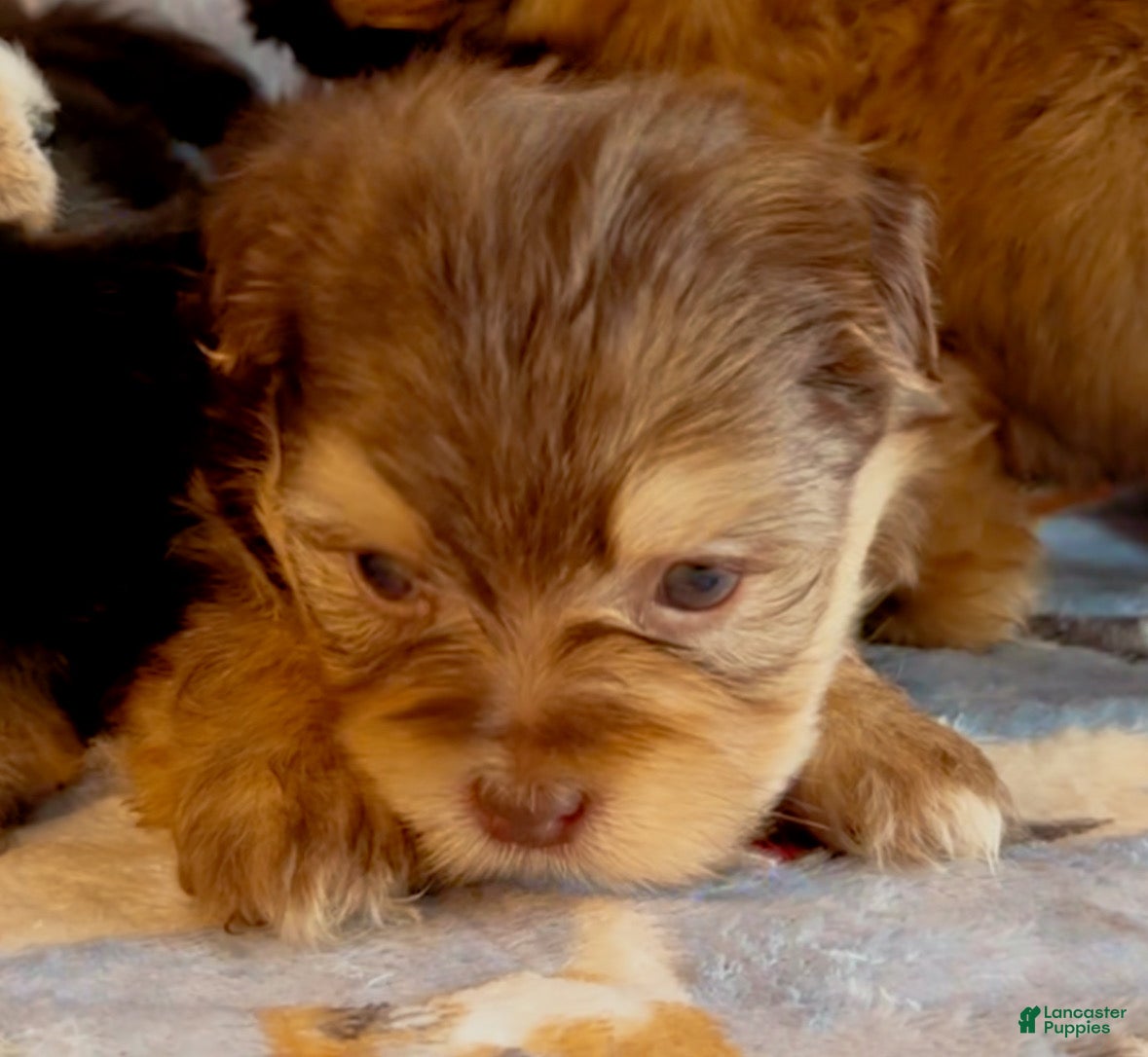 Shorkie dogs Shorkie 1 - Ad 1