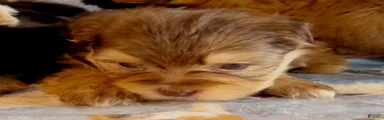 Shorkie 1