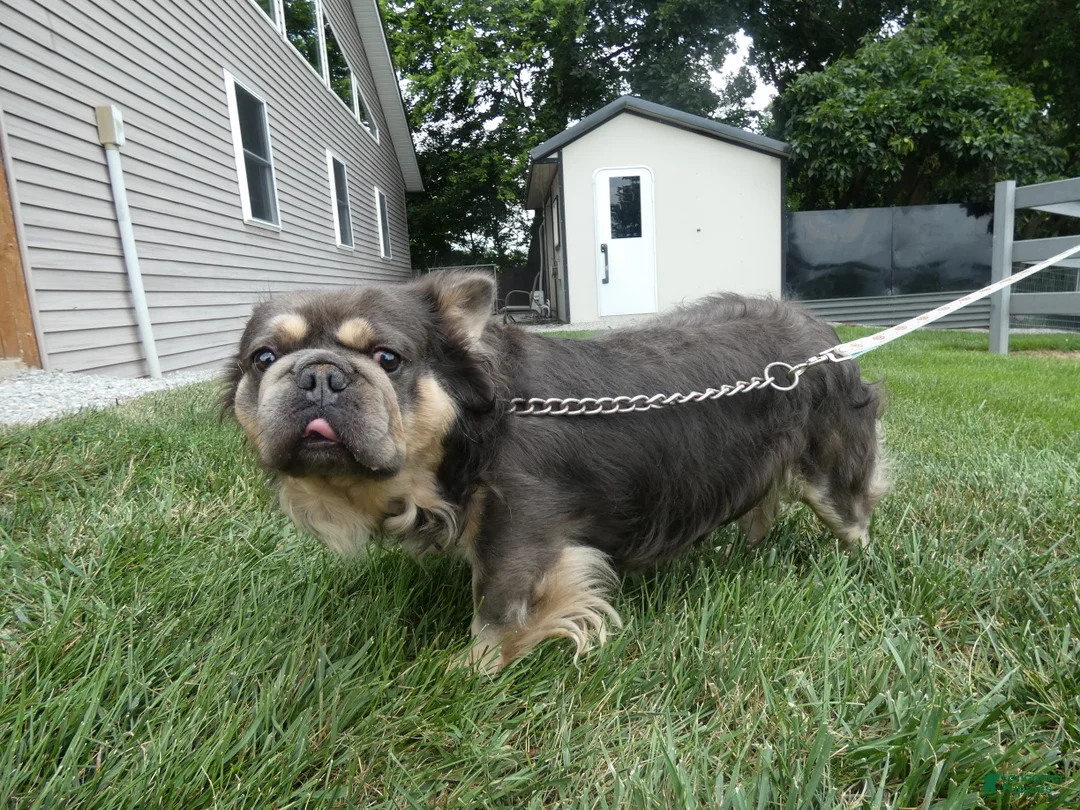 French Bulldog dogs for sale: French Bulldog 1 Diego - Ad 1