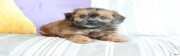 Shihpoo dogs for sale: Serena - Ad 4
