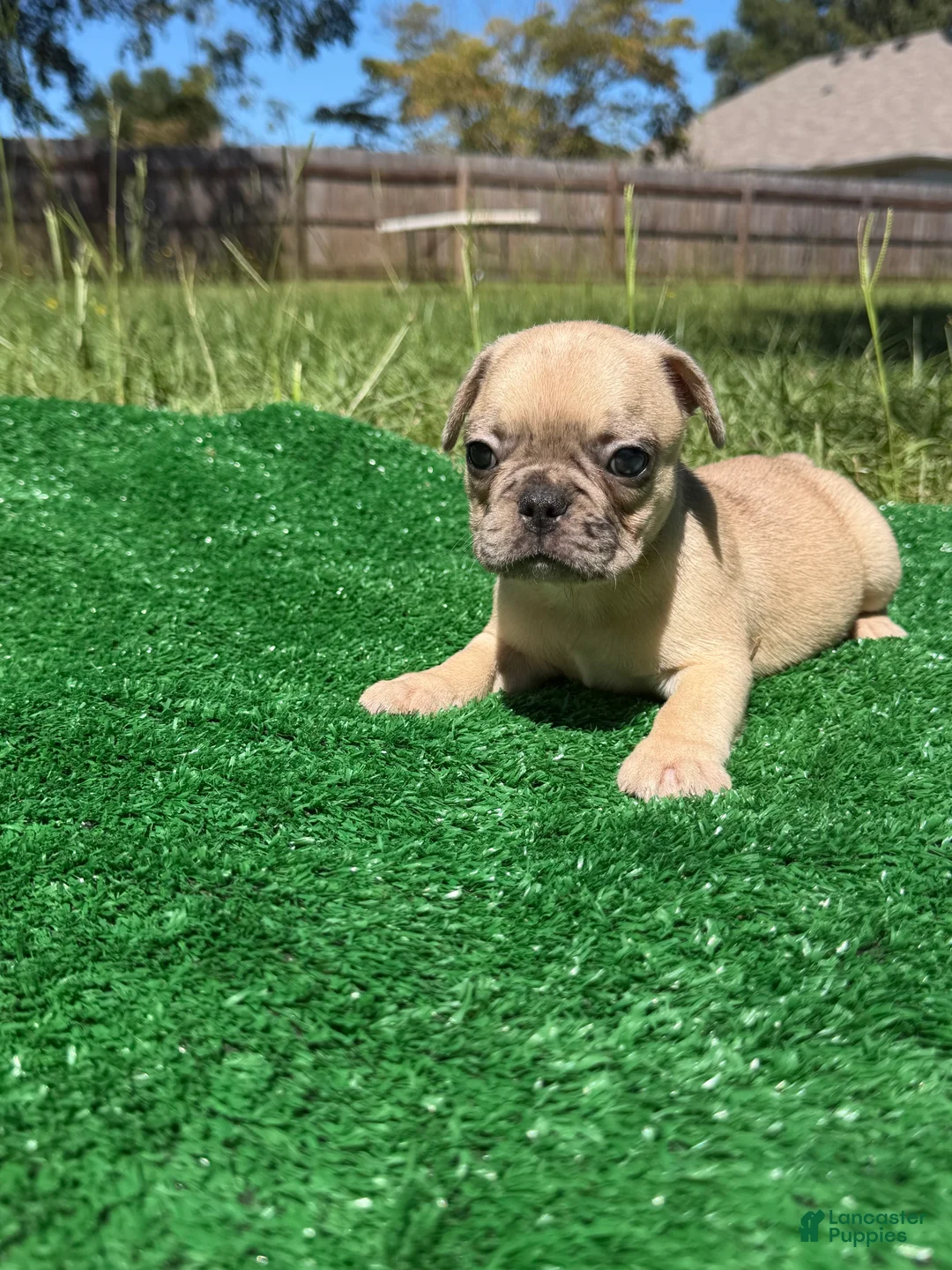 French Bulldog dogs for sale: Little guy  - Ad 2