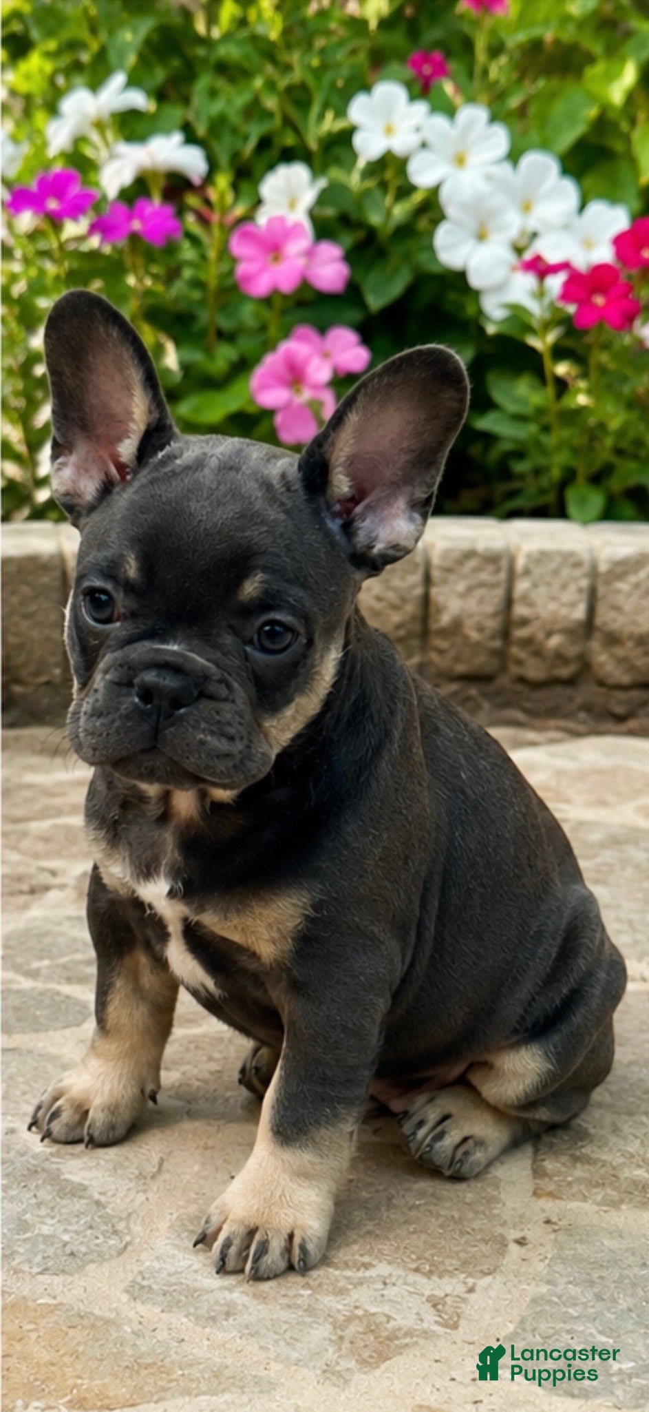 French Bulldog dogs Stoney - Ad 39