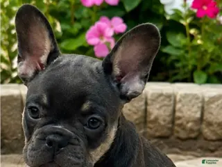 French Bulldog dogs Stoney - Ad 39