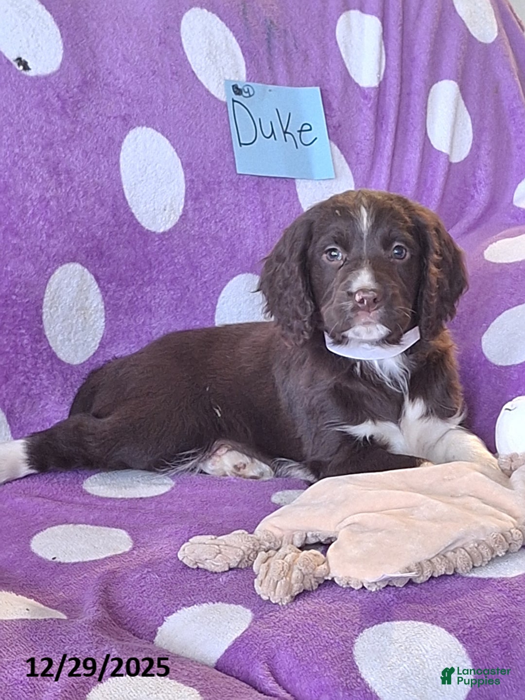 English Springer Spaniel dogs for sale: Duke - Ad 2