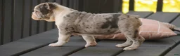Mixed Breed dogs for sale: Splendor Victorian Bulldog - Ad 2