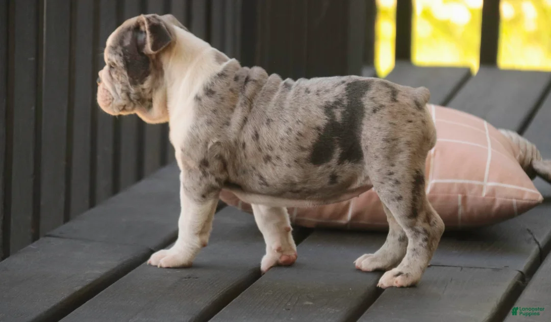 Mixed Breed dogs for sale: Splendor Victorian Bulldog - Ad 2