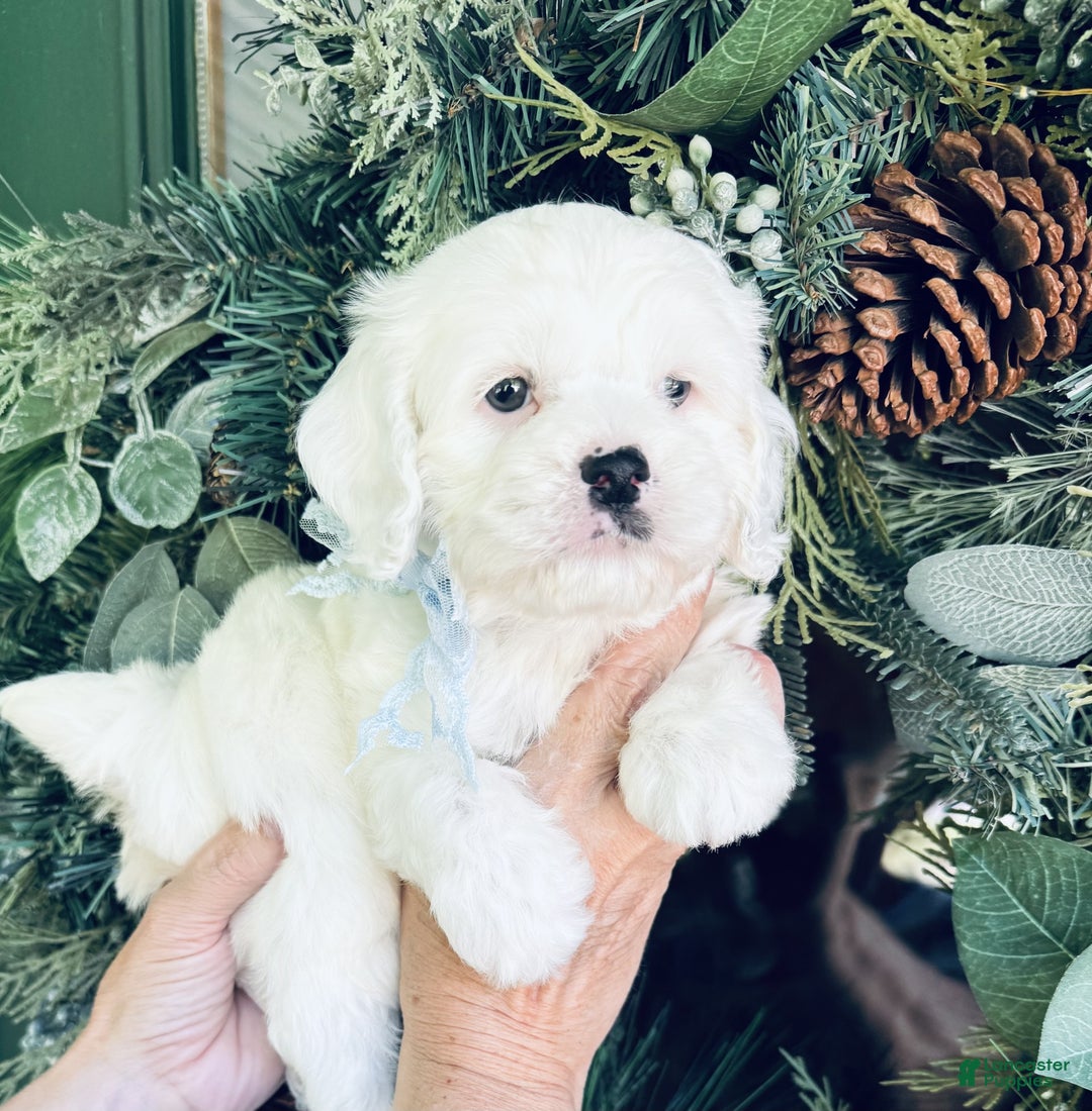 Cockapoo dogs for sale: Cockapoo Puppy 2 - Ad 1