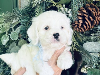 Cockapoo dogs Cockapoo Puppy 2 - Ad 3