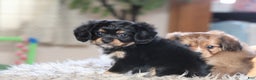 Mixed Breed dogs for sale: Cavalon Midnight - Ad 24