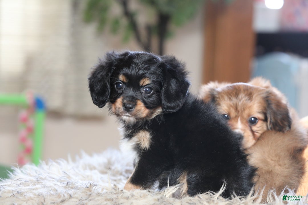 Mixed Breed dogs for sale: Cavalon Midnight - Ad 24