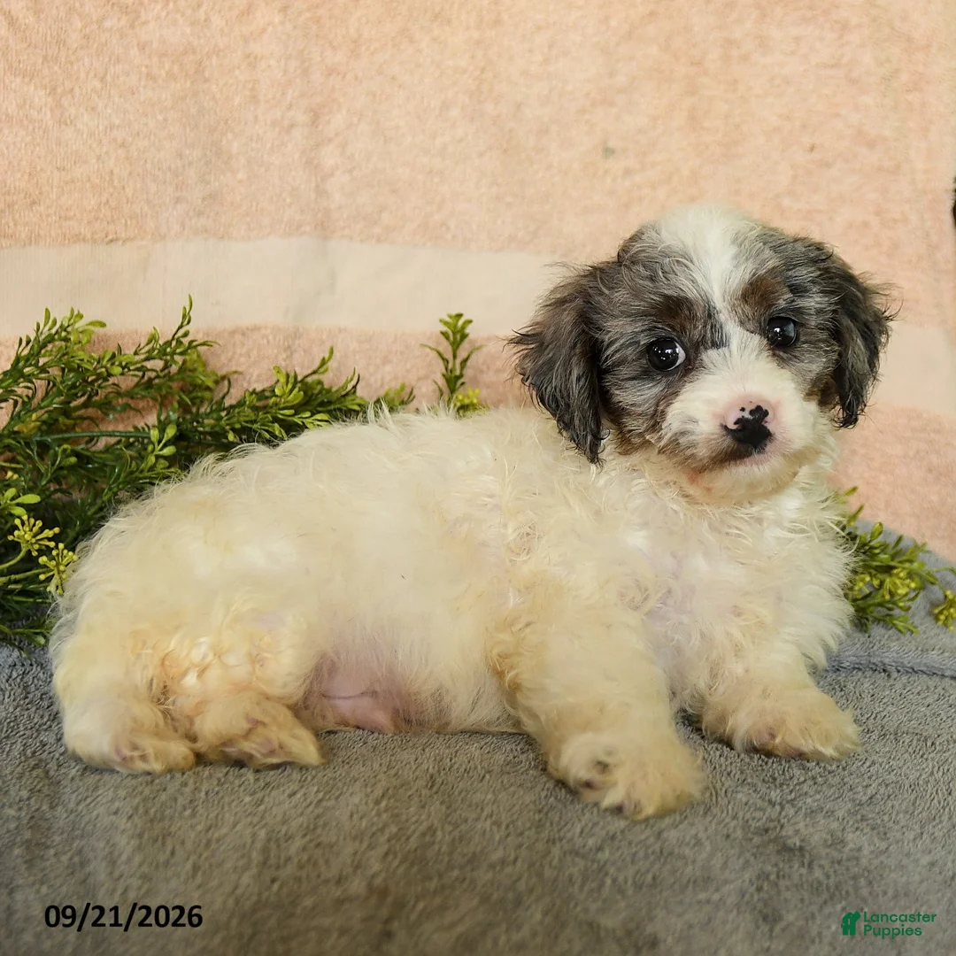 Mixed Breed dogs for sale: Caspian - Ad 3