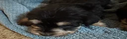 Miniature Schnauzer dogs for sale: Girl Pink - Ad 6