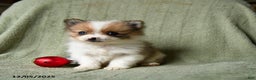 Pomeranian dogs for sale: Stocking - Ad 5