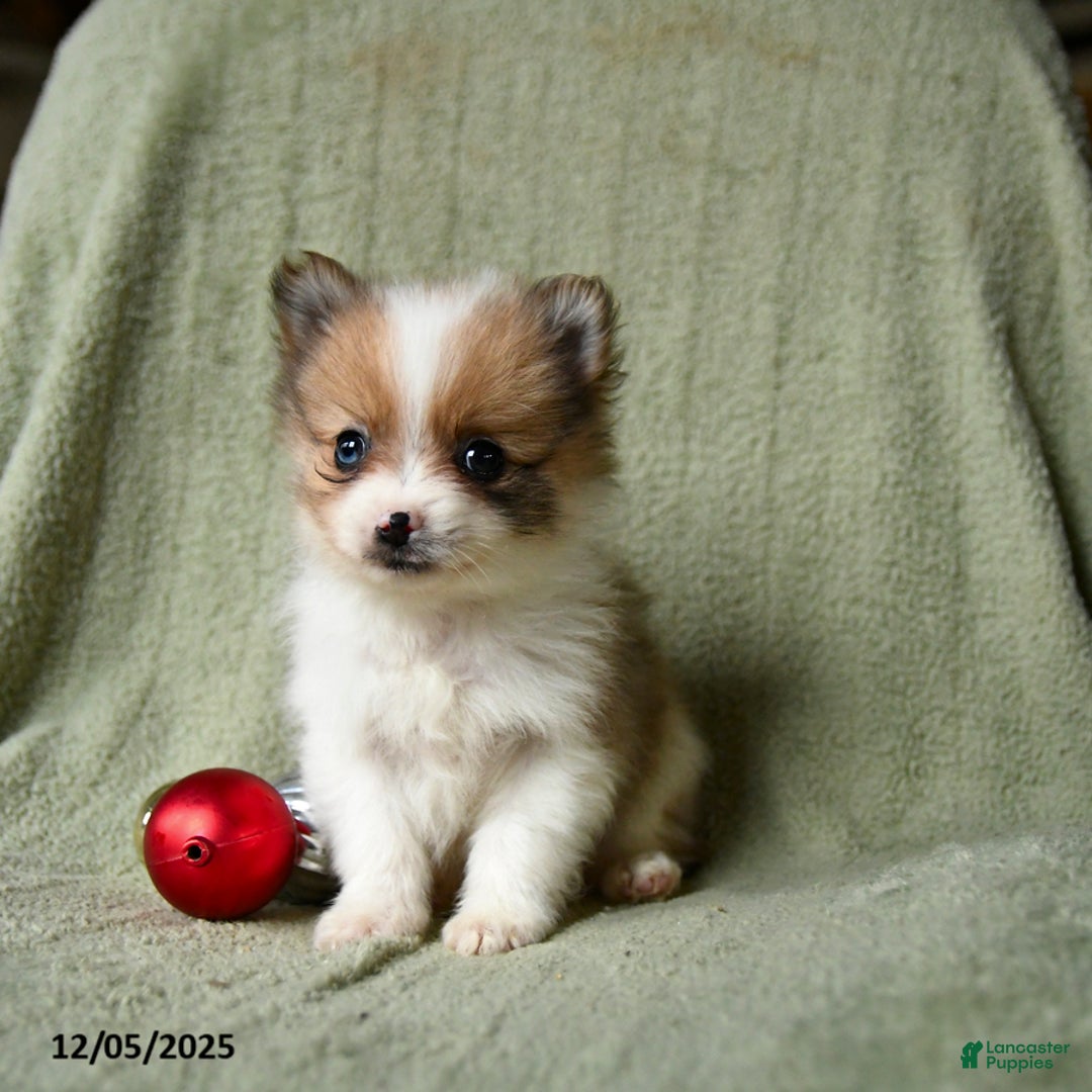Pomeranian dogs for sale: Stocking - Ad 5