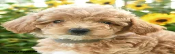 Bichpoo dogs for sale: Amara - Ad 5