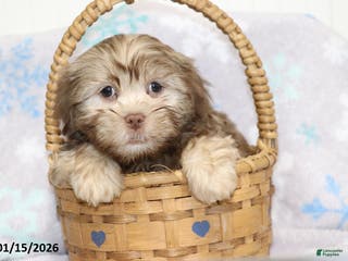 Shorkie dogs Andy - Ad 4