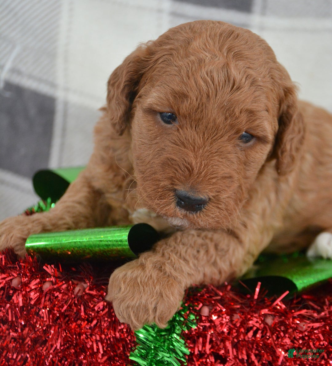 Goldendoodle dogs for sale: Mini Goldendoodle Puppy 4 Elly - Ad 2