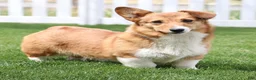 Welsh Corgi Pembroke dogs for sale: Roofus - Ad 4
