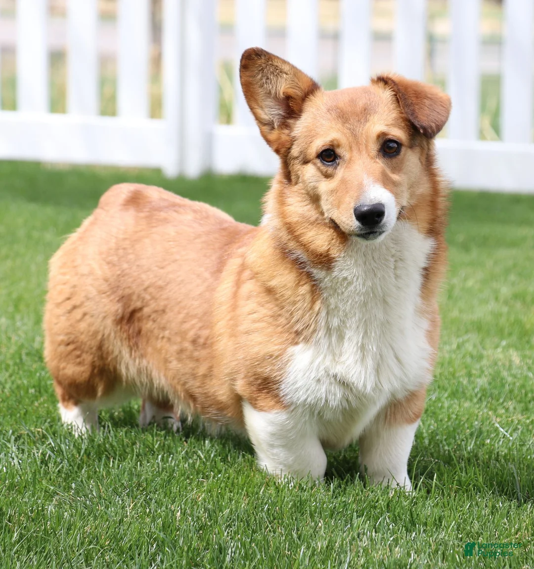 Welsh Corgi Pembroke dogs for sale: Roofus - Ad 4