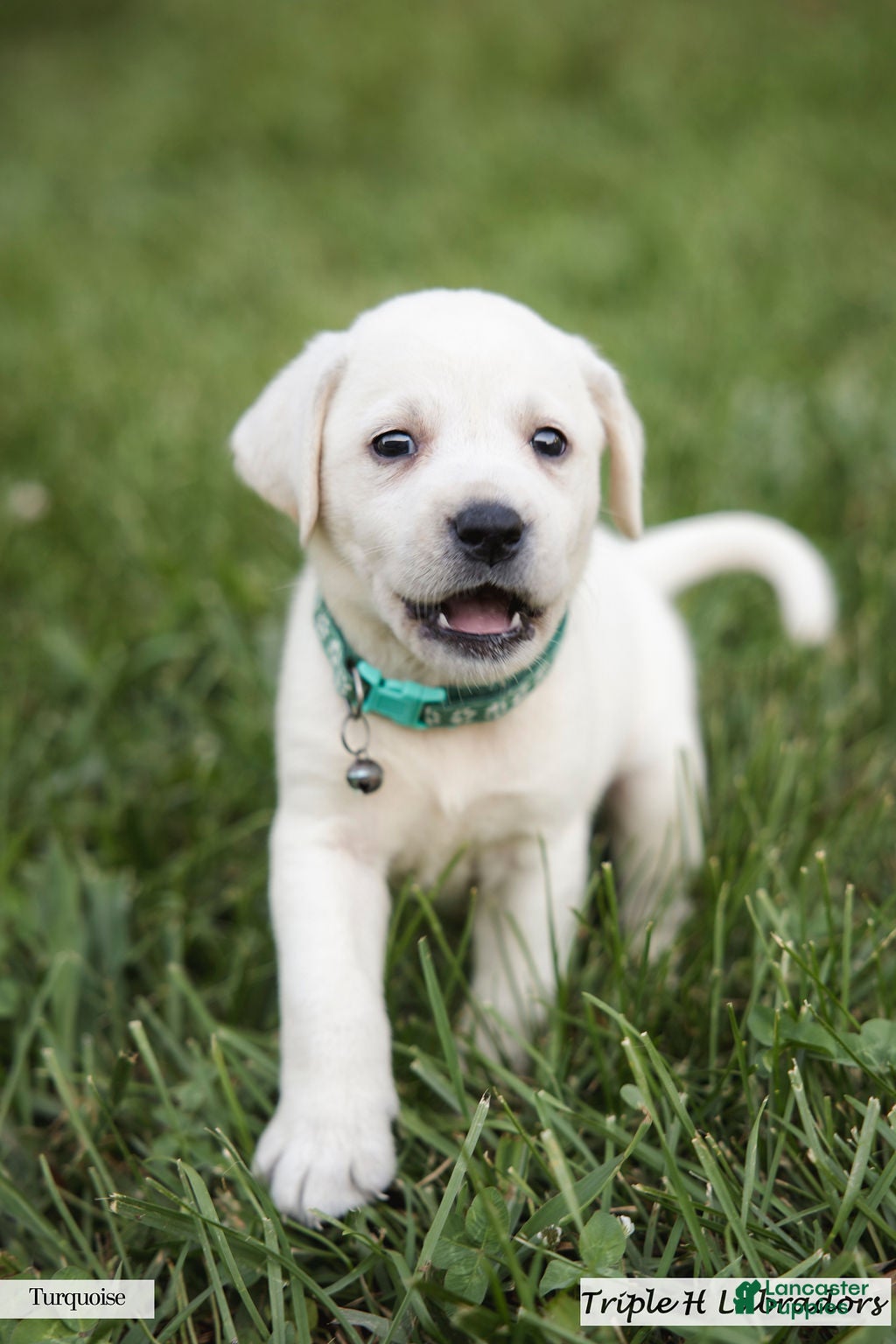 Labrador Retriever dogs for sale: Turquoise Collar - Ad 2
