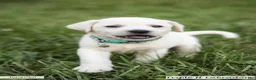 Labrador Retriever dogs for sale: Turquoise Collar - Ad 1