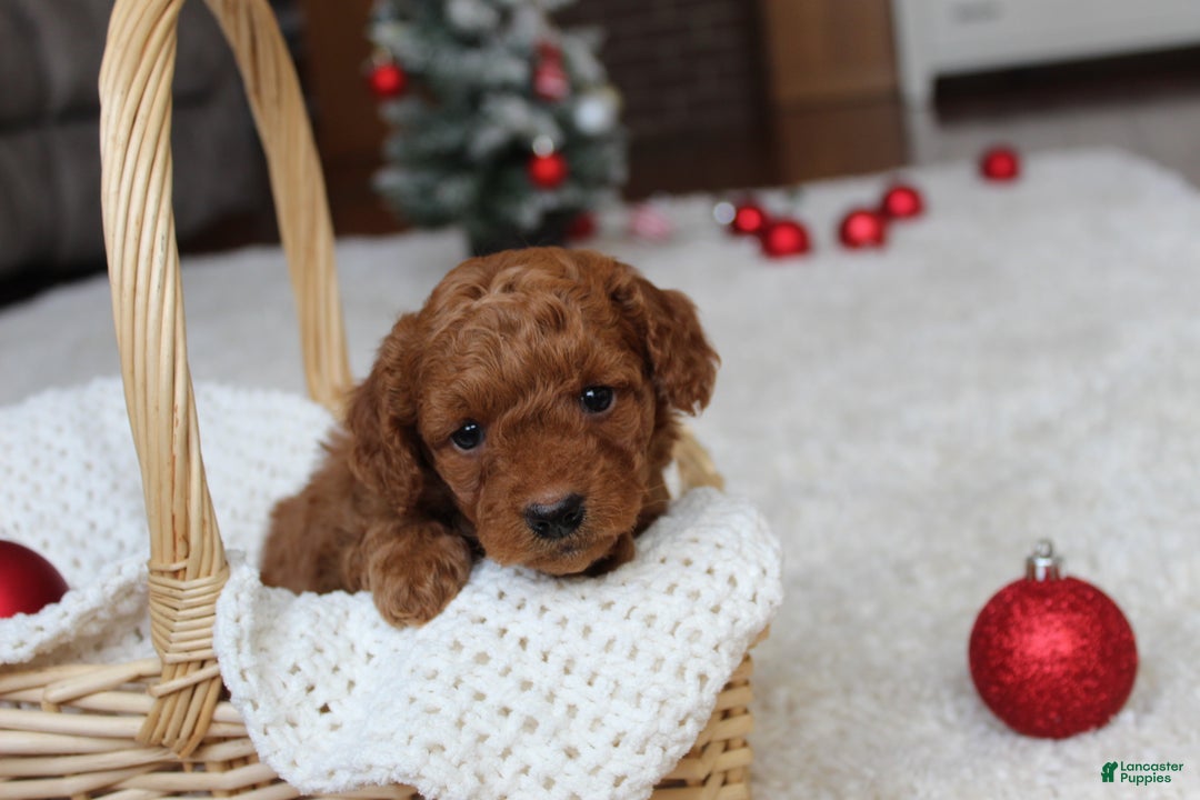 Cavapoochon dogs for sale: Molly - Ad 11