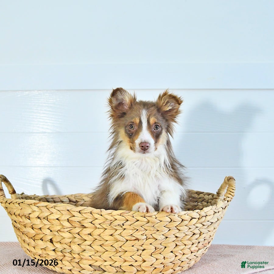 Miniature Australian Shepherd dogs Tundra - Ad 25