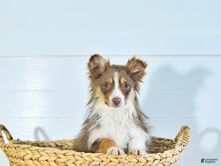 Miniature Australian Shepherd dogs Tundra - Ad 25