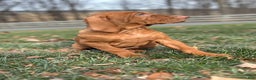 Vizsla dogs for sale: Van - Ad 3