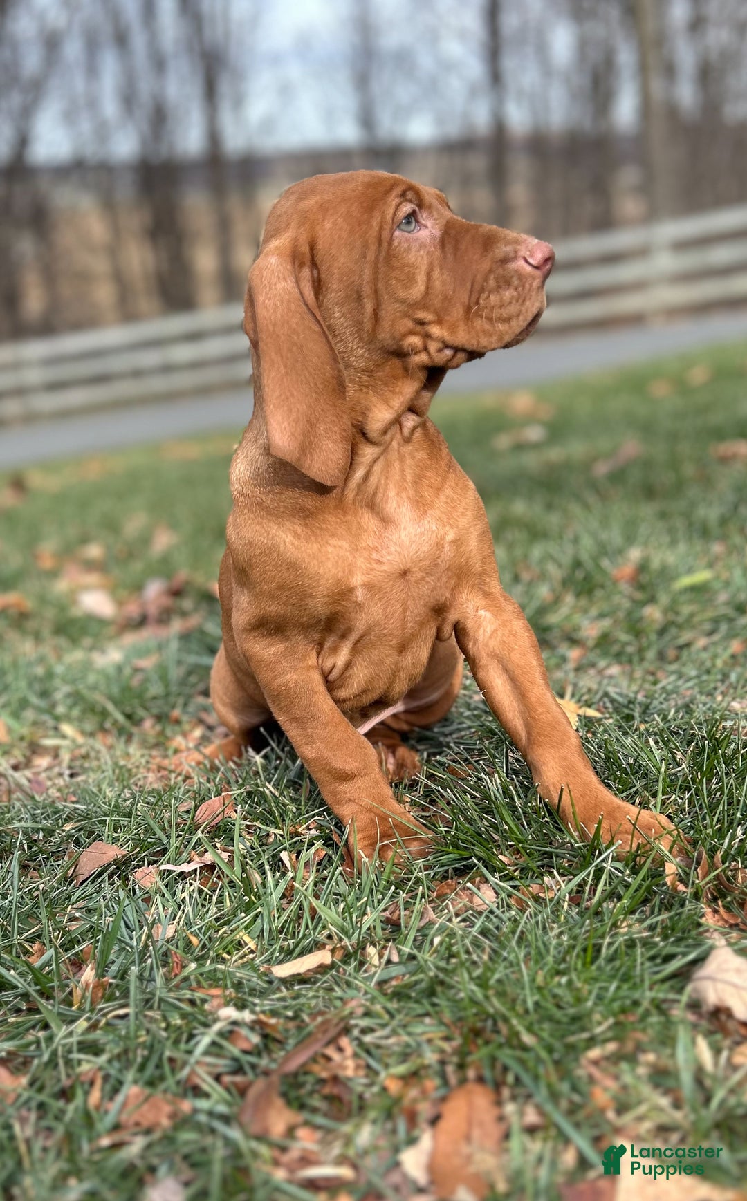 Vizsla dogs for sale: Van - Ad 3